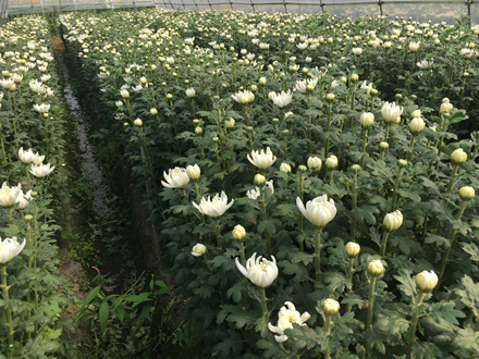 绿韵花田鲜切菊种植基地