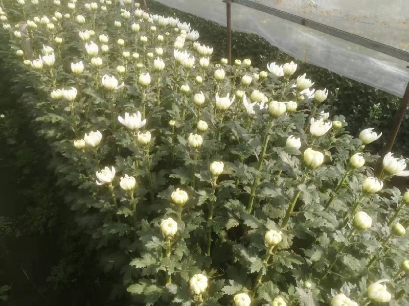 清明扫墓花白菊种植基地