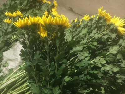 清明祭扫，以念为炬，以敬为行