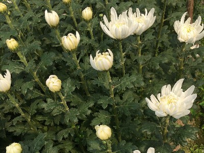 傲霜凝香，文脉流芳---菊花的千年文化意蕴