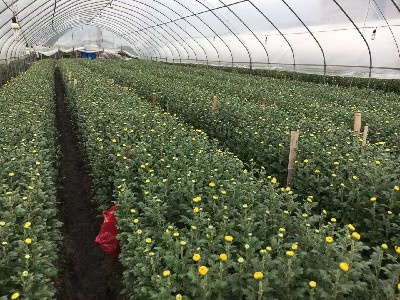 花韵传情，花语寄心---谈每一朵花藏着的专属絮语