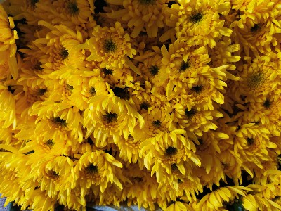 清明菊花备货进行中 厦门绿韵花田黄白菊大量批发供应