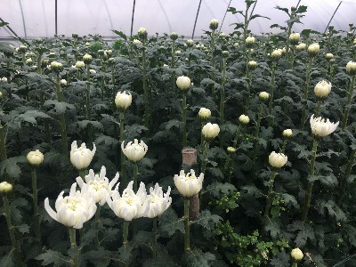 厦门绿韵花田：专注鲜切菊花种植批发 做客户放心的源头供货基地