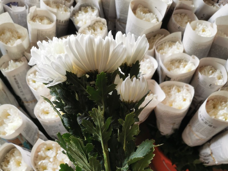 福建菊花种植基地