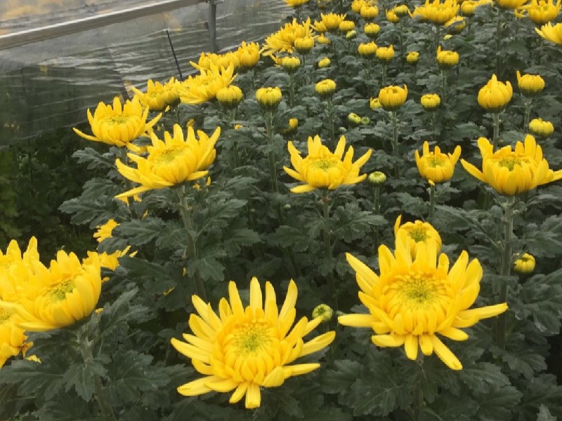 厦门鲜切菊花基地