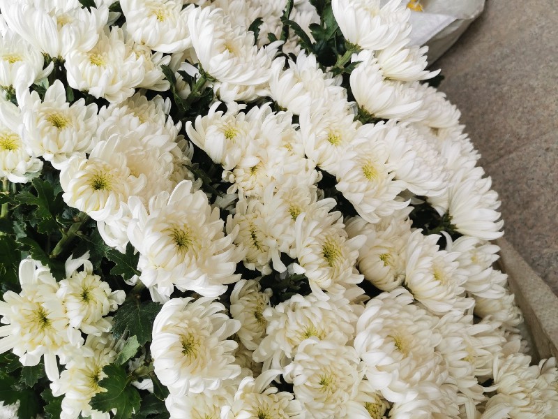 祭祀用菊花批发