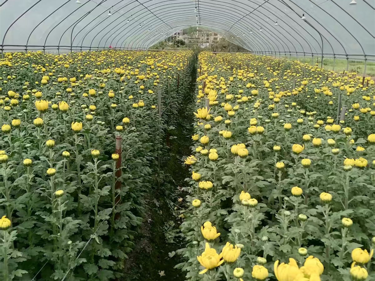 含苞待放的黄菊