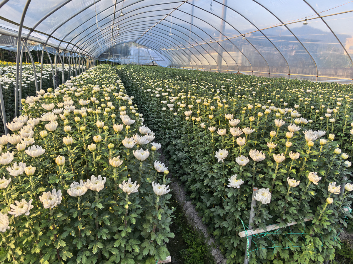 舒展花瓣的白菊