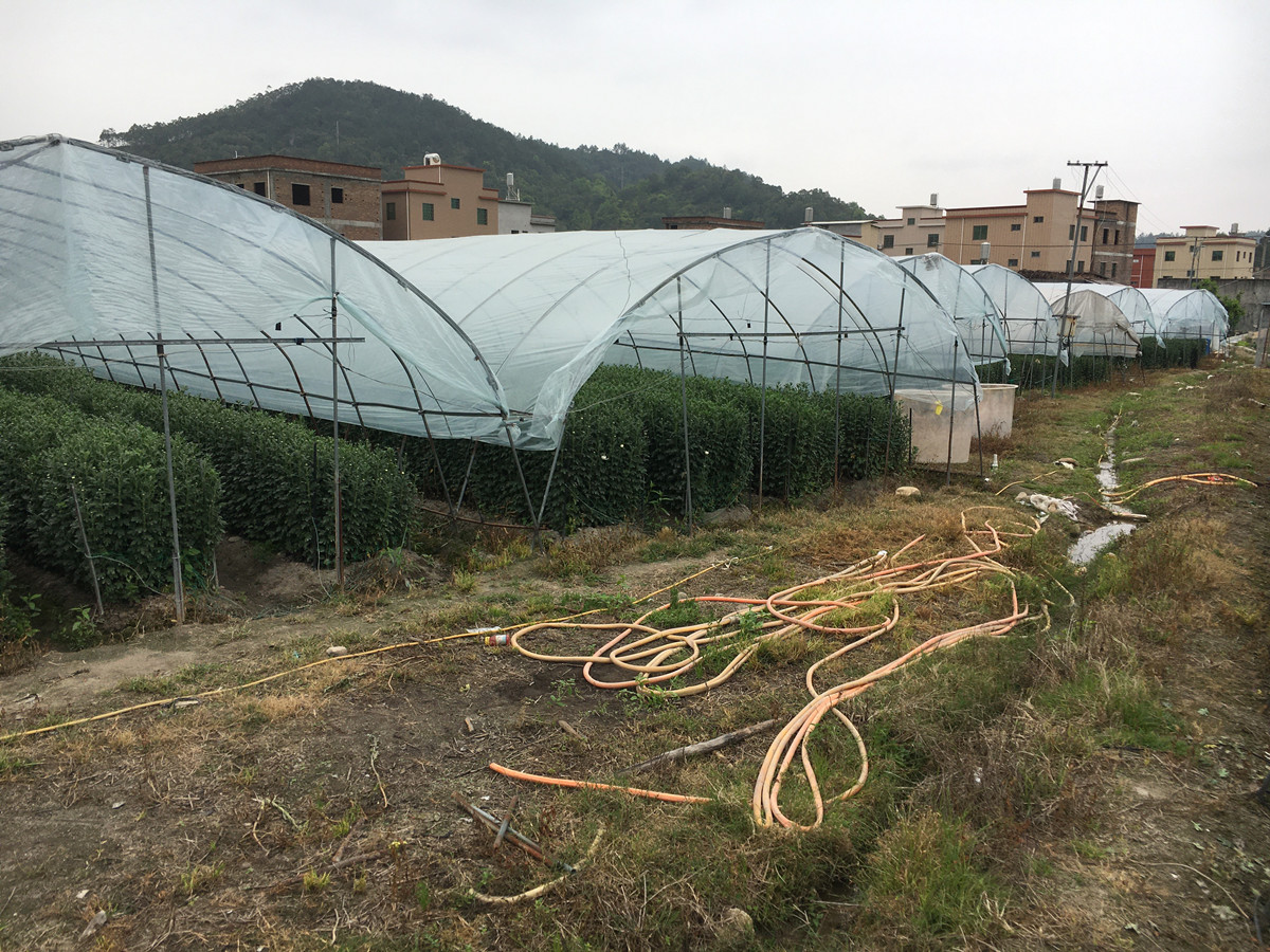 乡野中的花田大棚